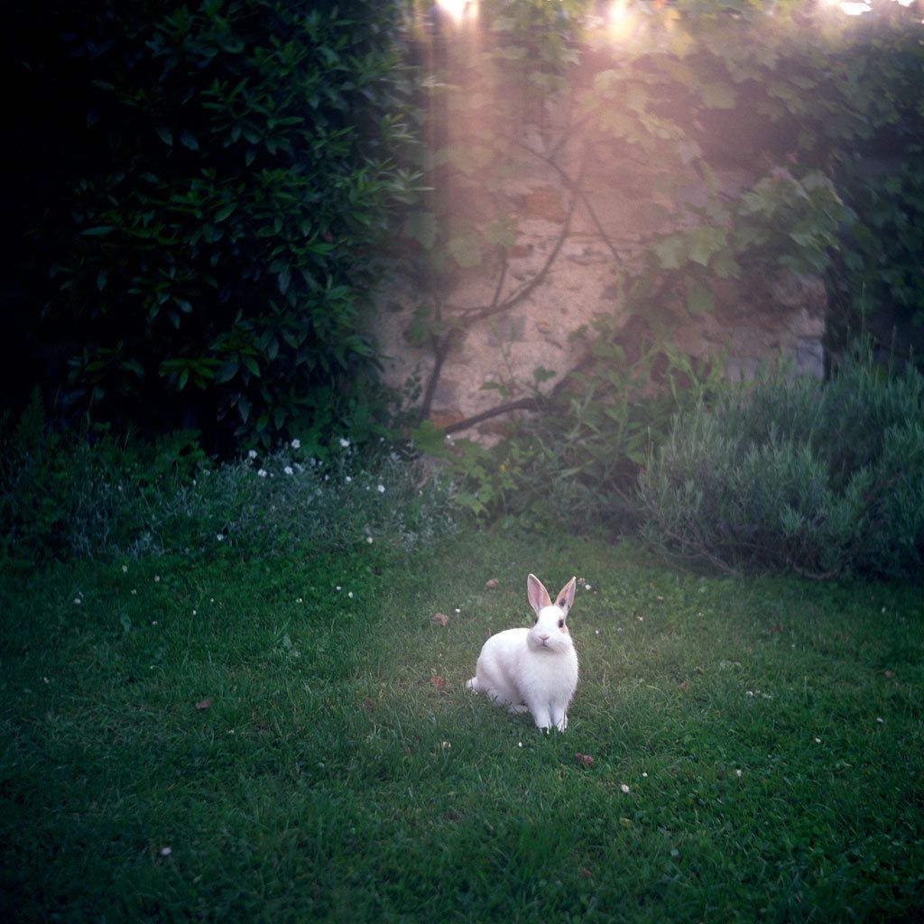 Bois le Roi, France, 2008